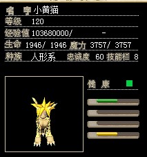 小黄猫.jpg