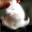 QQ图片20150331110345.gif