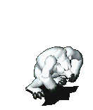 北极熊.gif