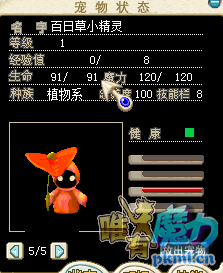 百日草.png