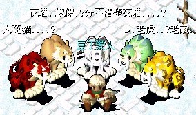 花猫一族.jpg