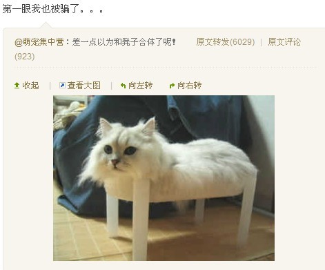 猫咪7.jpg