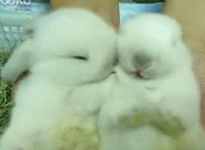 兔子啊.gif