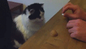 未命名.gif