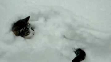 微博桌面_2940281977l.gif
