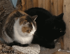 微博桌面_2738617441l.gif