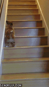 微博桌面_119677464l.gif