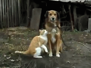 微博桌面_3268759929l.gif