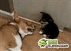 尼玛！你晚上吃了什么啊！