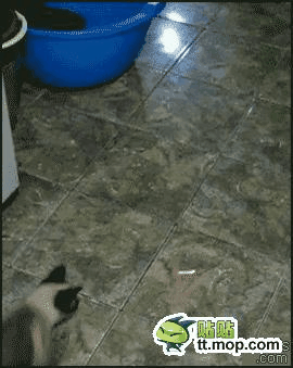 神奇的喵星人！