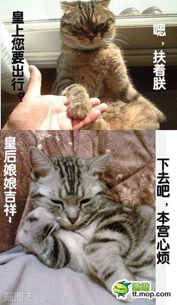 喵星人也有装的时候 = =！