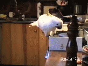 1.gif