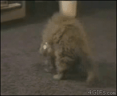 f32f12f890583d5c173a0e0df63d3ac418c0bc72f83d9-3RcRTi_fw554.gif