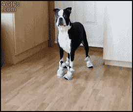 mxcp682C106A7E973702C2DCD9690AD11D83_272_229.GIF
