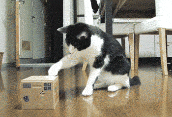 mxcp9D7890C01BAFC983A66A63BF2246CD95_350_237.GIF