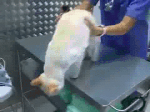 mxcpD7ACC853C08AFF325C1F72F7041EE361_300_225.GIF