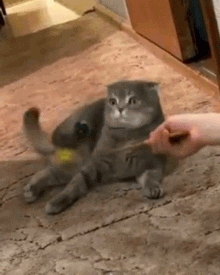 mxcp7093b907jw1e014808zx0g.gif