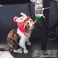 未命名.gif