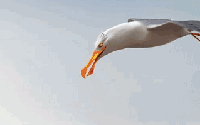 201251312840801.gif