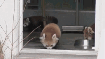 xiasi.gif