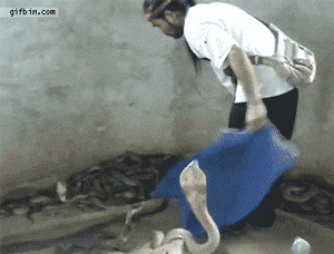 cd4a76899e510fb35b59191dd933c895d0430c7a.gif