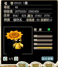 向日葵.jpg