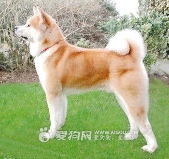 秋田犬：1000-10000，（日本的贵，美国的便宜。）
