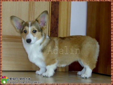 柯基犬：1500-3500