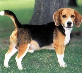 比格犬：600-1500
