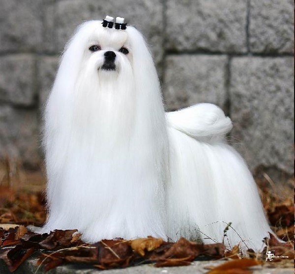 马尔济斯犬：500-8500