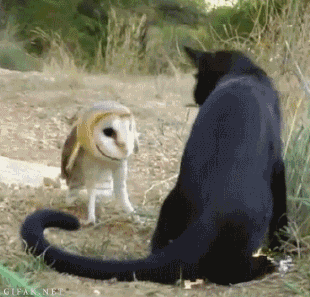 挑逗.gif