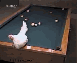 俊辉家的鸡.gif