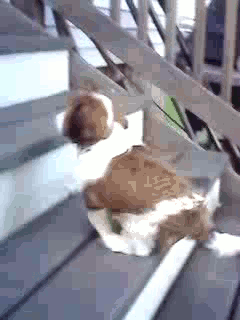 可爱的狗狗.gif