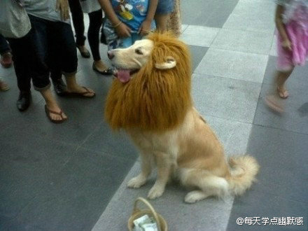 狮子.jpg